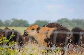 Reviving bison herds revives prairies better than cattle   Part 2