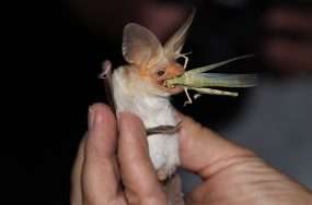 What does the decline of bats have to do with infant deaths