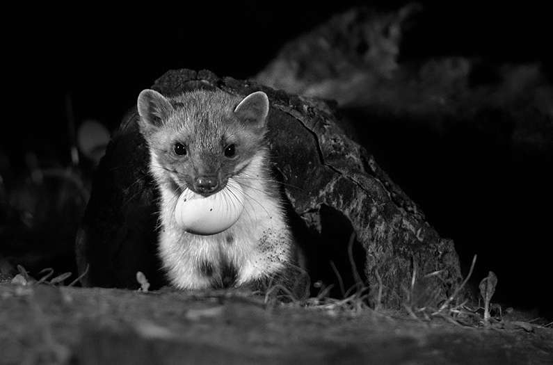 Pine-Martin-with-egg-BW Instead of killing predators that eat endangered species, researchers feed them