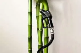 The case for low carbon bamboo fuel starts at 75 a gallon | anthropocene The case for low carbon bamboo fuel starts at 75 a gallon