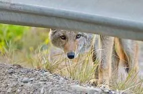 Do coyotes thrive in cities more than in the wild | anthropocene Do coyotes thrive in cities more than in the wild