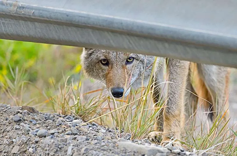 Do coyotes thrive in cities more than in the wild | anthropocene Do coyotes thrive in cities more than in the wild