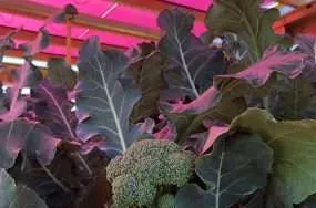 Magenta solar panels may be agrivoltaics cleverest trick yet | anthropocene Magenta solar panels may be agrivoltaics cleverest trick yet